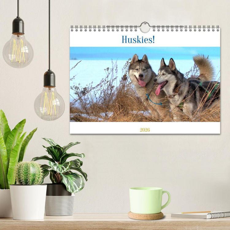 Produktbild: Huskies! (Wandkalender 2026 DIN A4 quer), CALVENDO Monatskalender