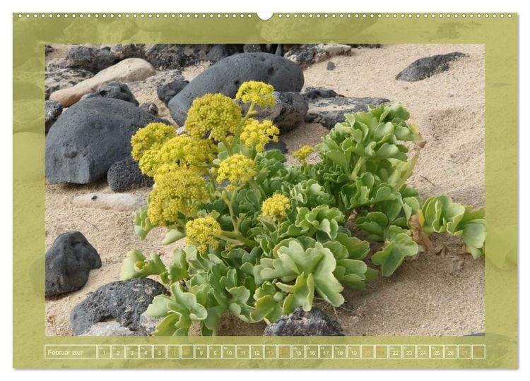 Produktbild: Wundersame Kanarenflora (Wandkalender 2027 DIN A2 quer), CALVENDO Monatskalender
