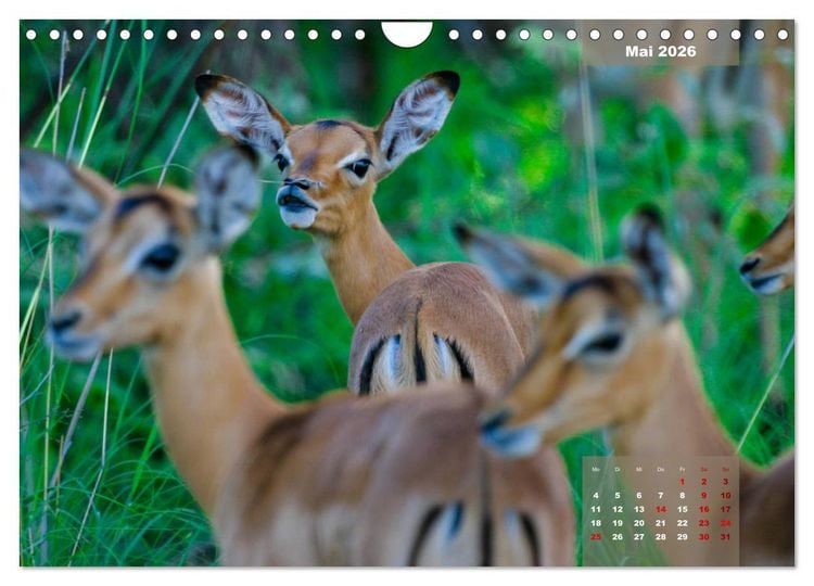 Produktbild: Faszinierende Tierwelt des Kruger National Parks (Wandkalender 2026 DIN A4 quer), CALVENDO Monatskalender