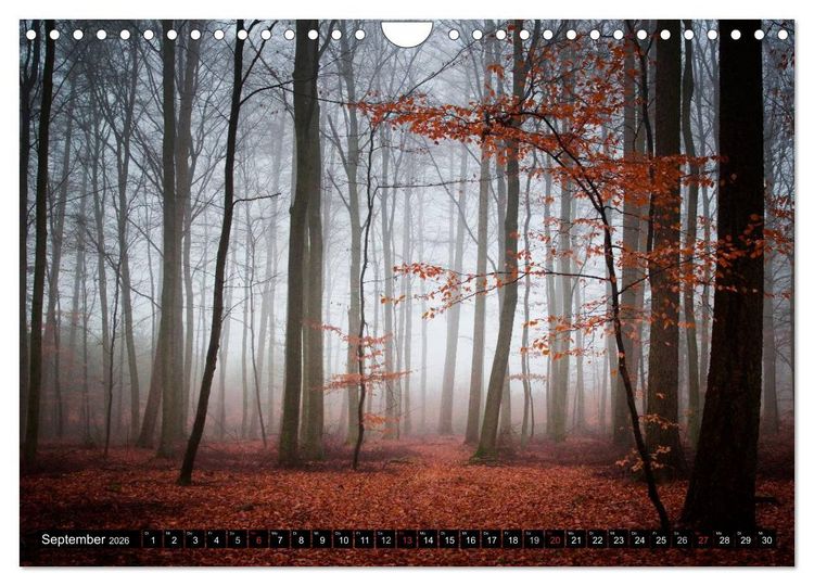 Produktbild: Zauberhafter Sachsenwald (Wandkalender 2026 DIN A4 quer), CALVENDO Monatskalender