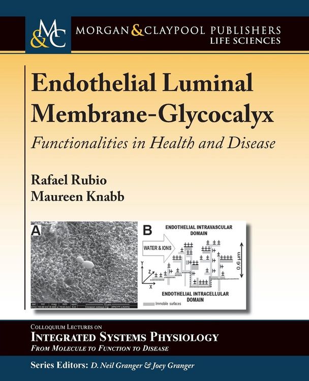 Produktbild: Endothelial Luminal Membrane-Glycocalyx