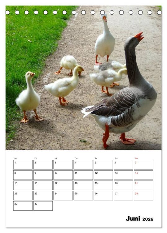 Produktbild: Gl&uuml;ckliche G&auml;nse (Tischkalender 2026 DIN A5 hoch), CALVENDO Monatskalender