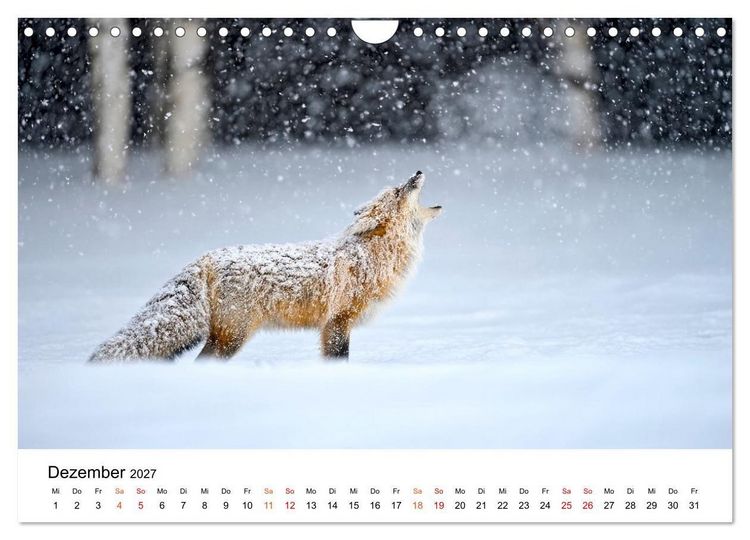 Produktbild: F&uuml;chse - Wanderer durch Moos und Farn (Wandkalender 2027 DIN A4 quer), CALVENDO Monatskalender