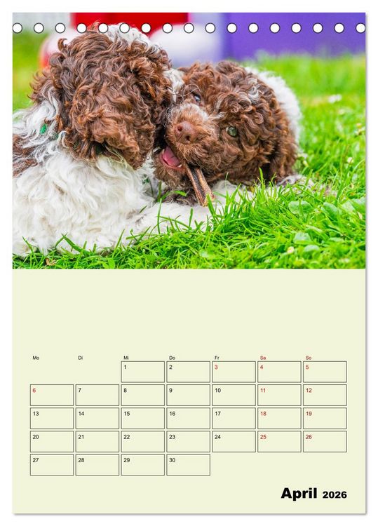 Produktbild: Lagotto Romagnolo - Der Tr&uuml;ffelhund Italiens - Planer (Tischkalender 2026 DIN A5 hoch), CALVENDO Monatskalender