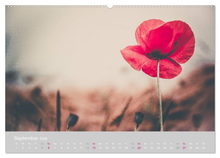 Produktbild: Zauber des Mohns (Wandkalender 2026 DIN A2 quer), CALVENDO Monatskalender