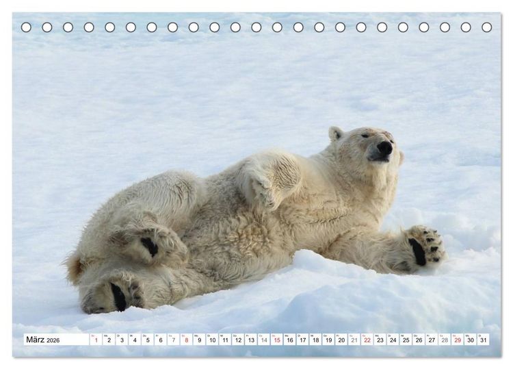 Produktbild: Eisb&auml;ren - K&ouml;nige der Arktis (Tischkalender 2026 DIN A5 quer), CALVENDO Monatskalender