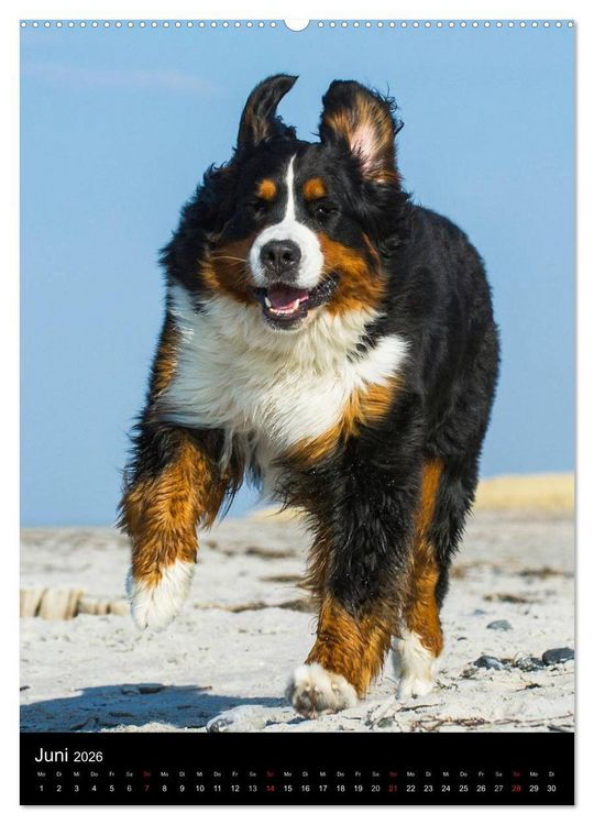 Produktbild: Faszination Berner Sennenhund (hochwertiger Premium Wandkalender 2026 DIN A2 hoch), Kunstdruck in Hochglanz