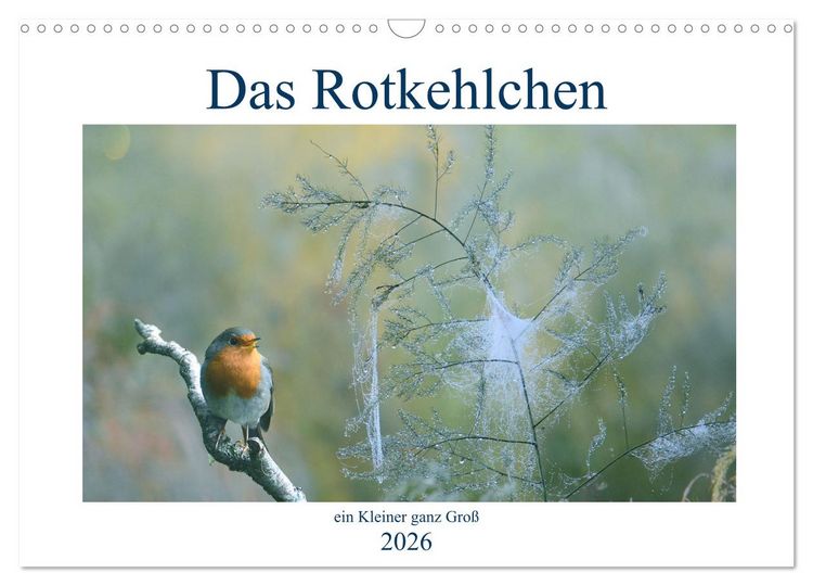 Produktbild: Das Rotkehlchen, ein Kleiner ganz Gro&szlig; (Wandkalender 2026 DIN A3 quer), CALVENDO Monatskalender