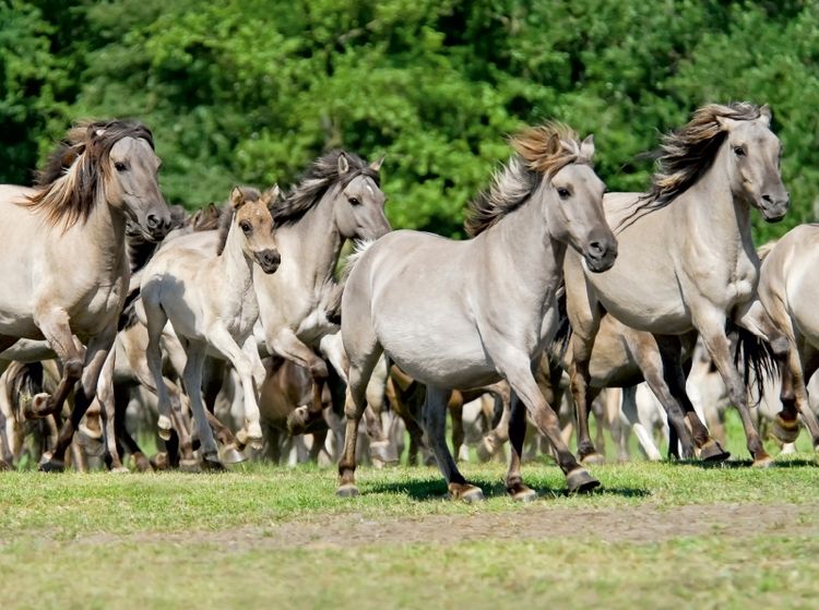 Produktbild: Galoppierende Herde D&uuml;lmener Wildpferde (Puzzle)