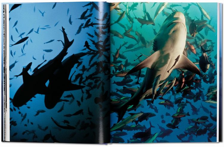 Produktbild: Michael Muller. Sharks