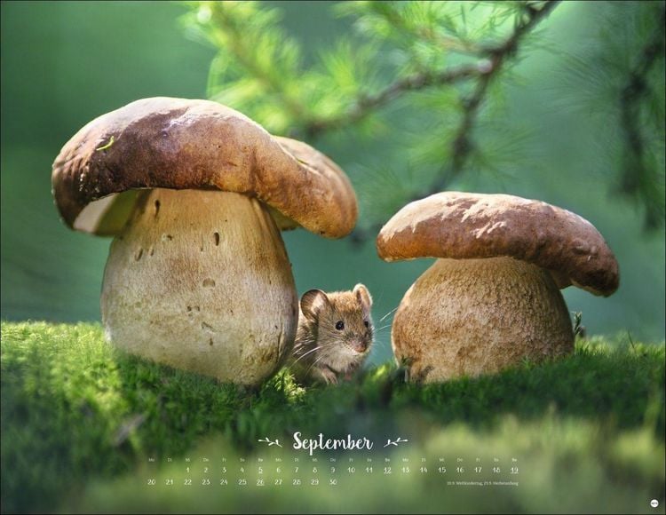 Produktbild: Vadim Trunov: M&auml;rchenhaftes Waldleben Posterkalender 2027