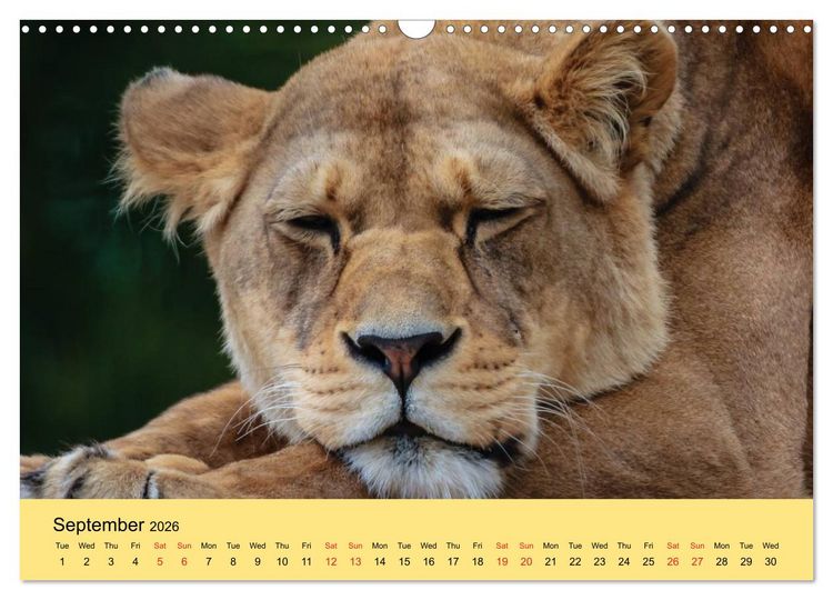 Produktbild: Just Big Cats (Wall Calendar 2026 DIN A3 landscape), CALVENDO 12 Month Wall Calendar