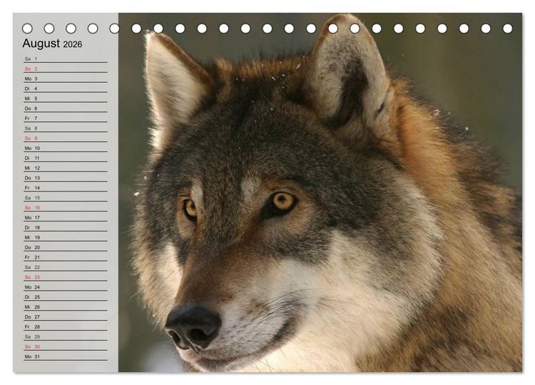 Produktbild: W&ouml;lfe. Graue Eminenzen (Tischkalender 2026 DIN A5 quer), CALVENDO Monatskalender