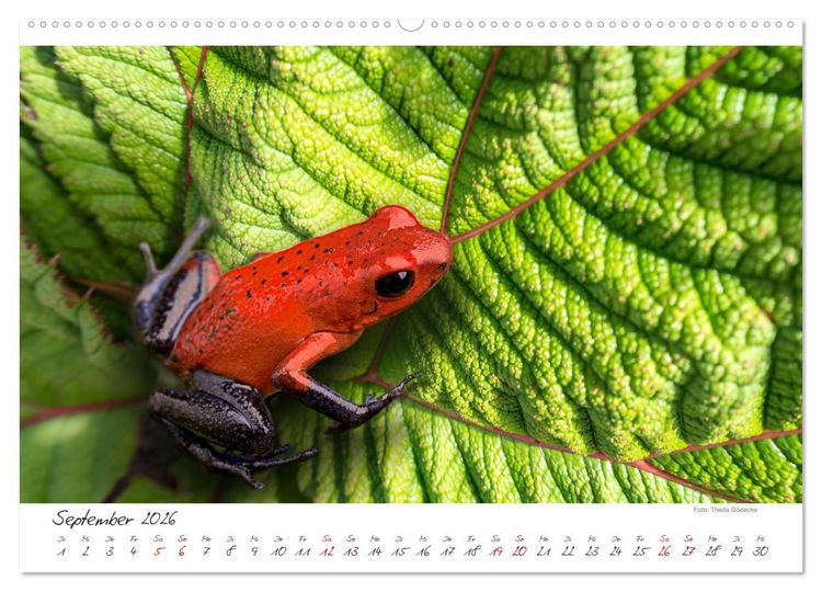 Produktbild: Natur pur, Costa Rica (hochwertiger Premium Wandkalender 2026 DIN A2 quer), Kunstdruck in Hochglanz