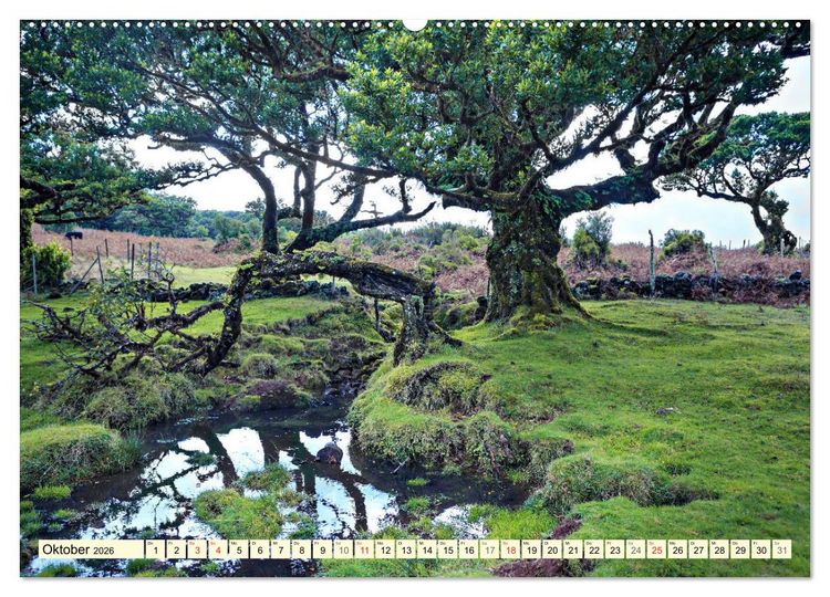 Produktbild: Mystische W&auml;lder - Zauber der Natur (hochwertiger Premium Wandkalender 2026 DIN A2 quer), Kunstdruck in Hochglanz