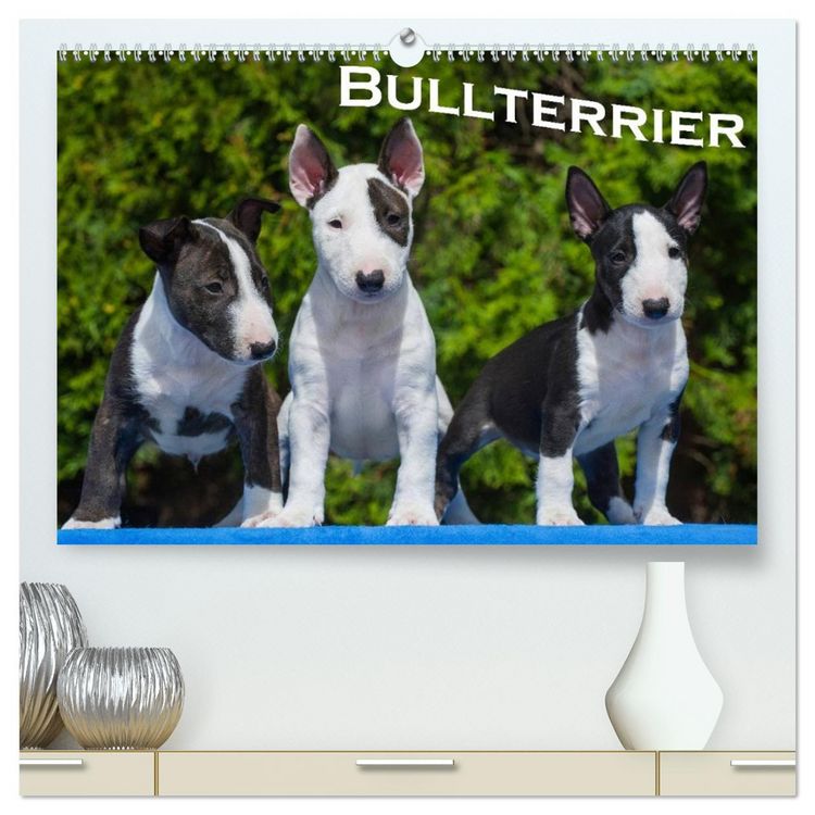 Produktbild: Bullterrier (hochwertiger Premium Wandkalender 2026 DIN A2 quer), Kunstdruck in Hochglanz