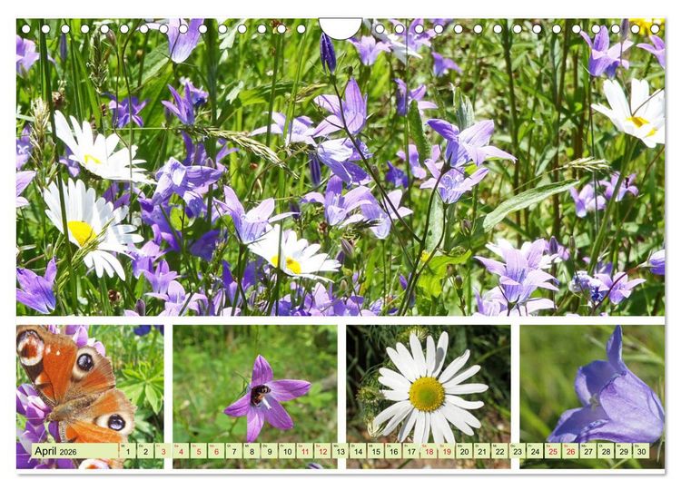 Produktbild: Bl&uuml;tenmeer am Wegesrand (Wandkalender 2026 DIN A4 quer), CALVENDO Monatskalender
