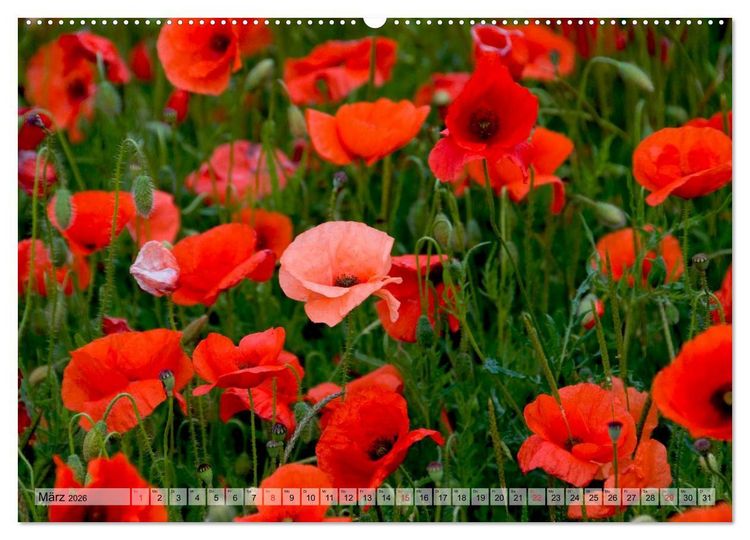 Produktbild: Voll Mohn (Wandkalender 2026 DIN A2 quer), CALVENDO Monatskalender