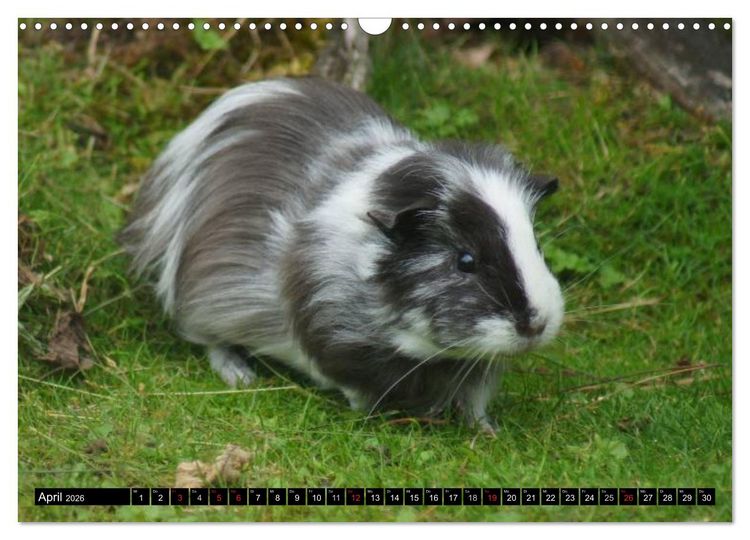 Produktbild: Kuschelige Meerschweinchen (Wandkalender 2026 DIN A3 quer), CALVENDO Monatskalender