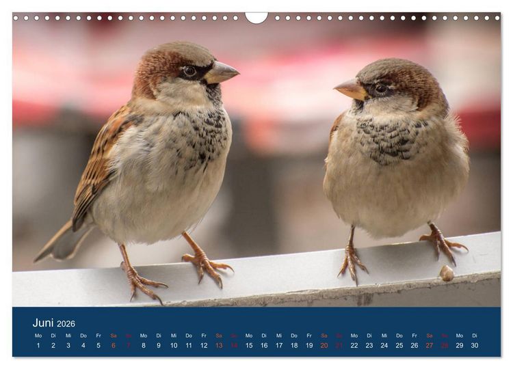 Produktbild: Spatzen-Kalender (Wandkalender 2026 DIN A3 quer), CALVENDO Monatskalender