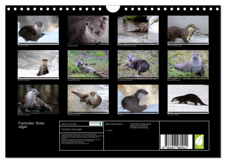Produktbild: Fischotter, flinke J&auml;ger (Wandkalender 2026 DIN A4 quer), CALVENDO Monatskalender