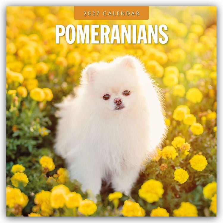 Produktbild: Pomeranians &ndash; Zwergspitz &ndash; Pomeranian Zwergspitz 2027 &ndash; 16-Monatskalender