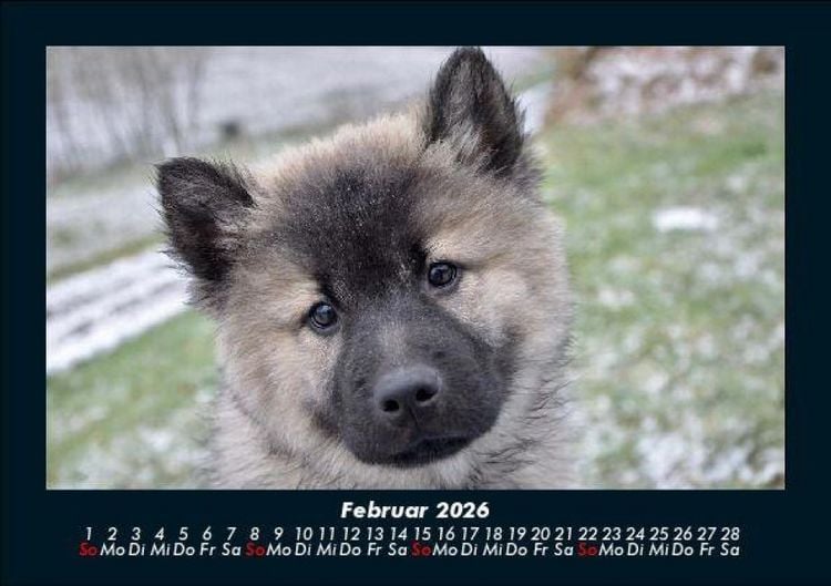 Produktbild: Hunde 2026 Fotokalender DIN A5