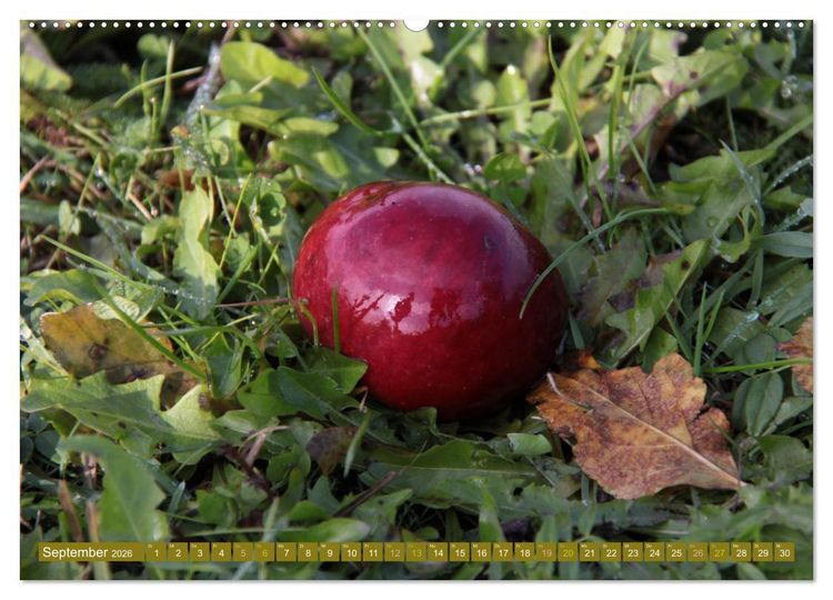 Produktbild: Apfelbaum und Streuobstwiesen (Wandkalender 2026 DIN A2 quer), CALVENDO Monatskalender