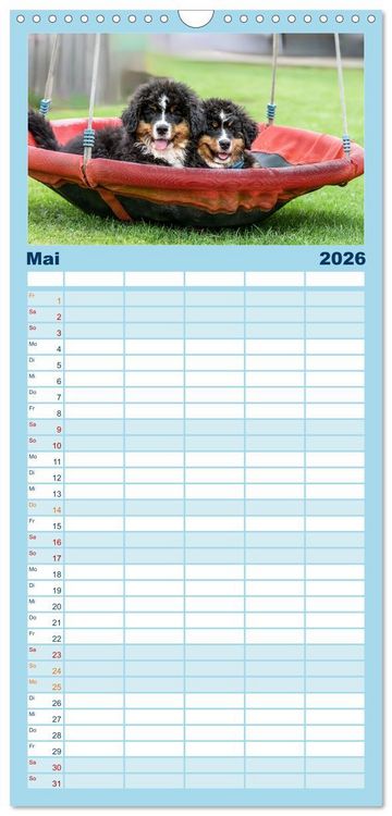 Produktbild: Familienplaner 2026 - Berner Sennenhunde - Faszinierende Herzensbrecher mit 5 Spalten (Wandkalender, 21 x 45 cm) CALVENDO