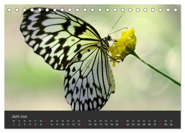 Produktbild: Schmetterlinge (Tischkalender 2026 DIN A5 quer), CALVENDO Monatskalender