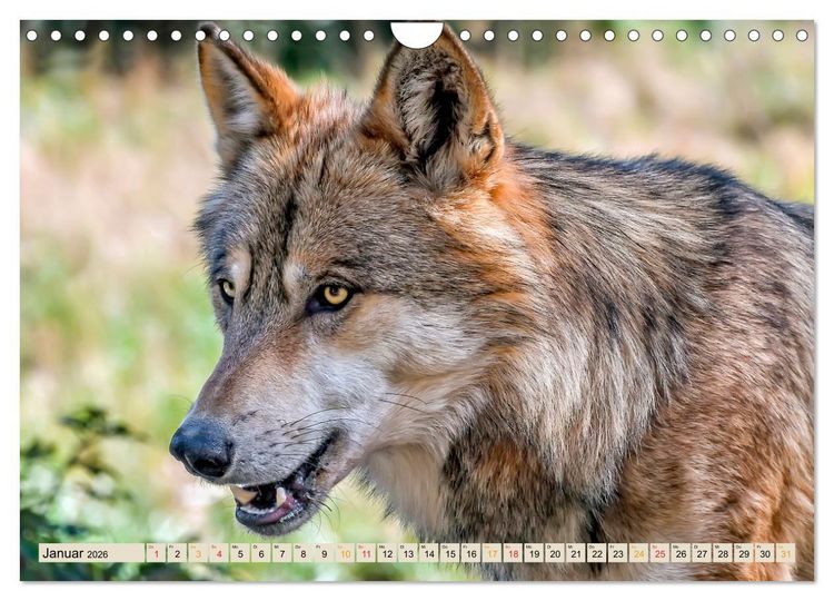 Produktbild: Wolf - Imposanter J&auml;ger (Wandkalender 2026 DIN A4 quer), CALVENDO Monatskalender