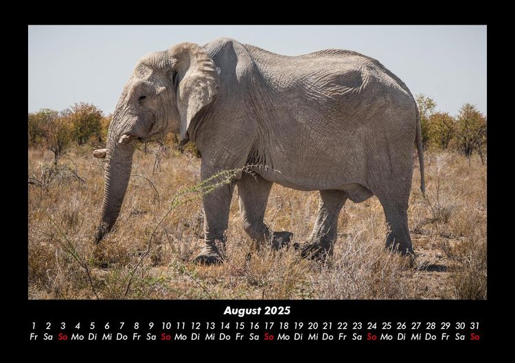 Produktbild: Elefanten 2025 Fotokalender DIN A3