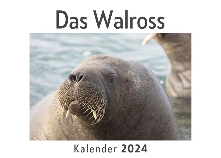 Produktbild: Das Walross (Wandkalender 2024, Kalender DIN A4 quer, Monatskalender im Querformat mit Kalendarium, Das perfekte Geschenk)
