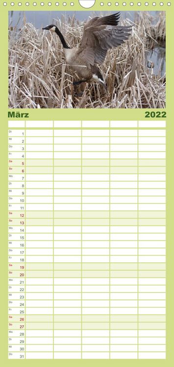 Produktbild: KANADA-GANS - Der 'hupende' Vogel - Familienplaner hoch (Wandkalender 2022 , 21 cm x 45 cm, hoch)