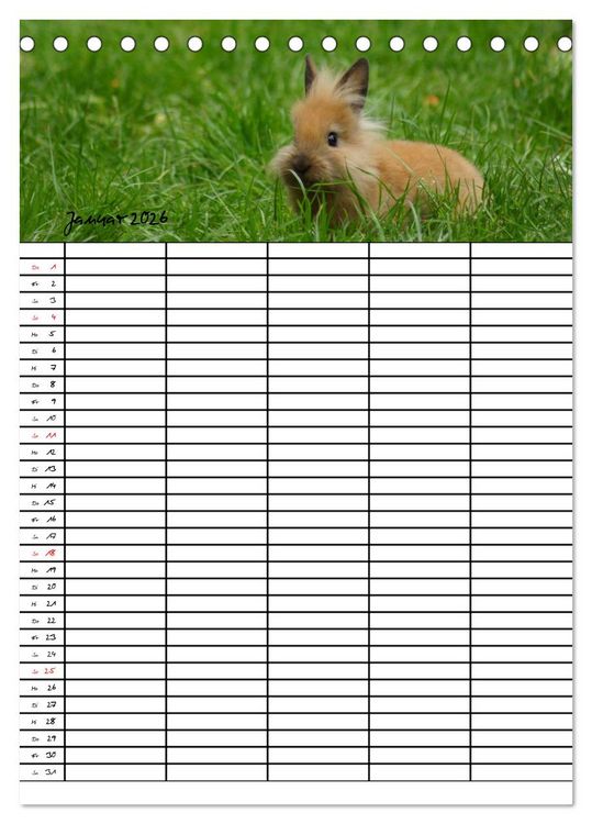 Produktbild: Meerschweinchen und Kaninchen Familienplaner (Tischkalender 2026 DIN A5 hoch), CALVENDO Monatskalender