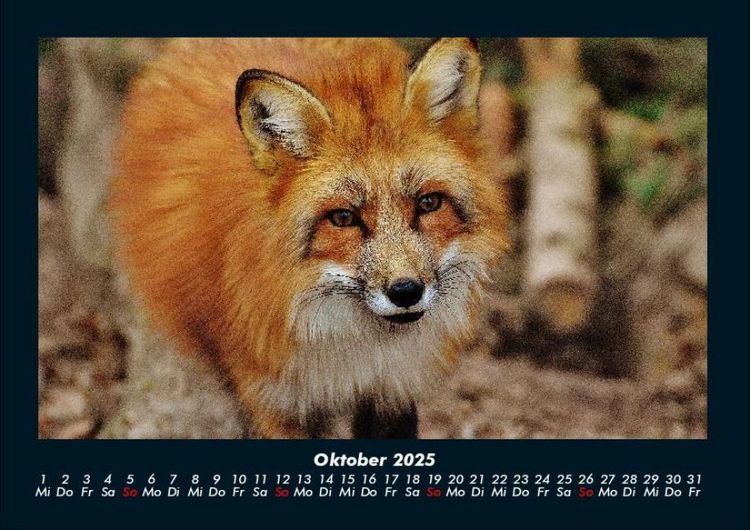 Produktbild: Waldbewohner 2025 Fotokalender DIN A4