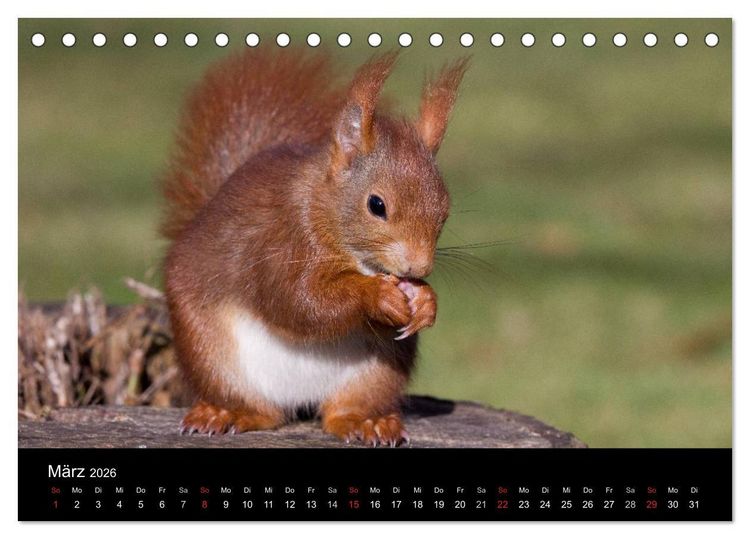 Produktbild: Mit dem Eichh&ouml;rnchen durchs Jahr (Tischkalender 2026 DIN A5 quer), CALVENDO Monatskalender