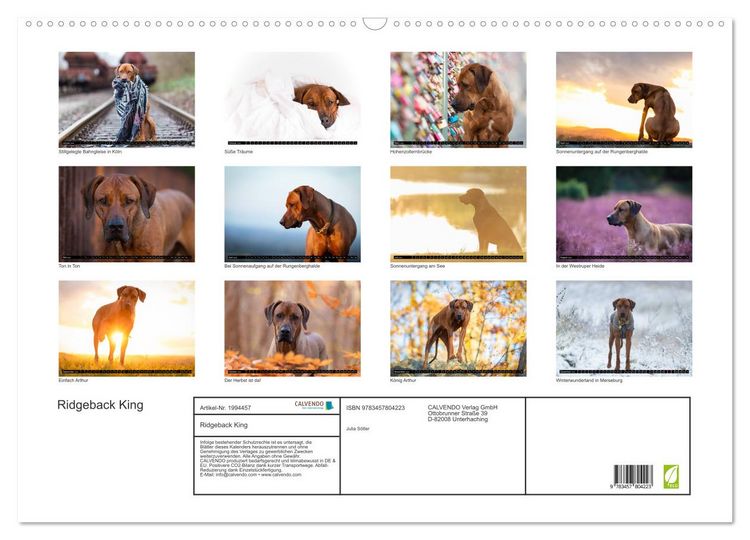 Produktbild: Ridgeback King (Wandkalender 2026 DIN A2 quer), CALVENDO Monatskalender