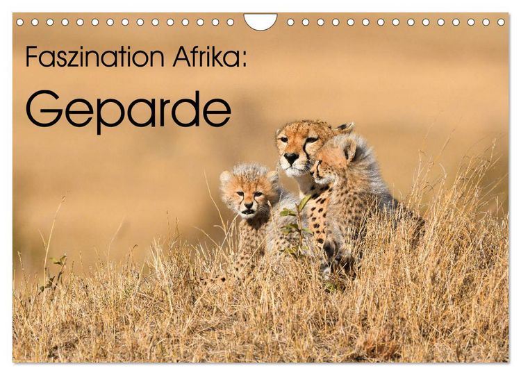Produktbild: Faszinaton Afrika: Geparde (Wandkalender 2026 DIN A4 quer), CALVENDO Monatskalender