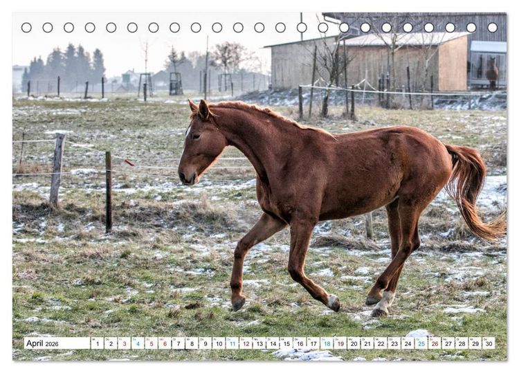 Produktbild: Durch das Jahr mit der Trakehner-Stute Fleur (Tischkalender 2026 DIN A5 quer), CALVENDO Monatskalender