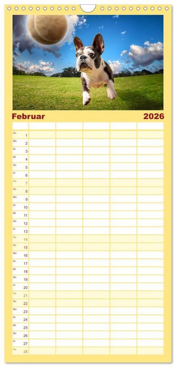 Produktbild: Familienplaner 2026 - Bullys in Action - Franz&ouml;sische Bulldoggen lieben B&auml;lle mit 5 Spalten (Wandkalender, 21 x 45 cm) CALVENDO