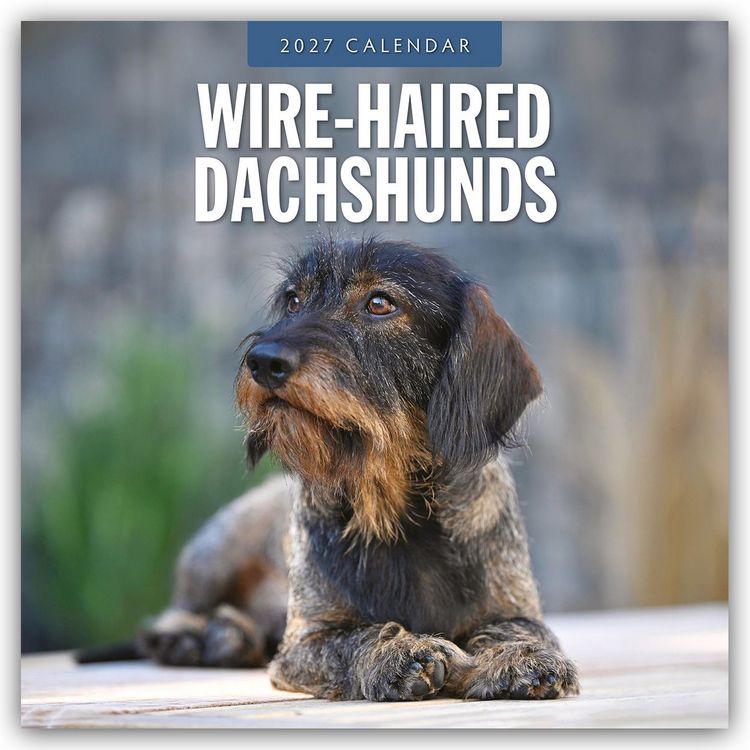 Produktbild: Wire-Haired Dachshunds &ndash; Rauhaardackel 2027 &ndash; 16-Monatskalender