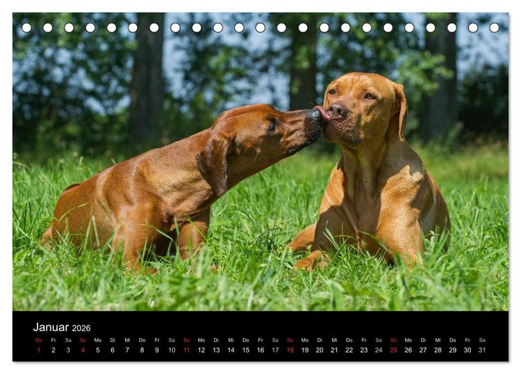 Produktbild: Rhodesian Ridgeback 2026 (Tischkalender 2026 DIN A5 quer), CALVENDO Monatskalender