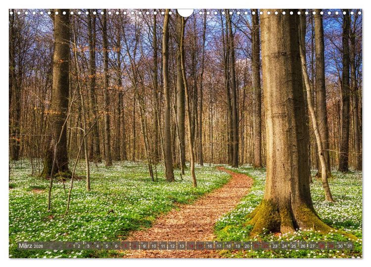 Produktbild: Wege zur Entspannung 2026 (Wandkalender 2026 DIN A3 quer), CALVENDO Monatskalender