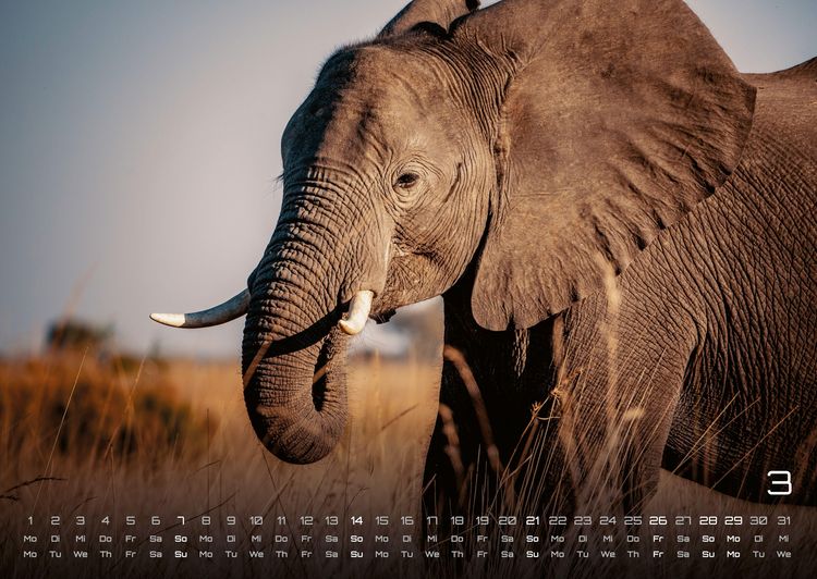 Produktbild: Elefanten - einzigartige Giganten - 2027 - Kalender DIN A2