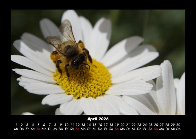 Produktbild: Bien 2026 Fotokalender DIN A3
