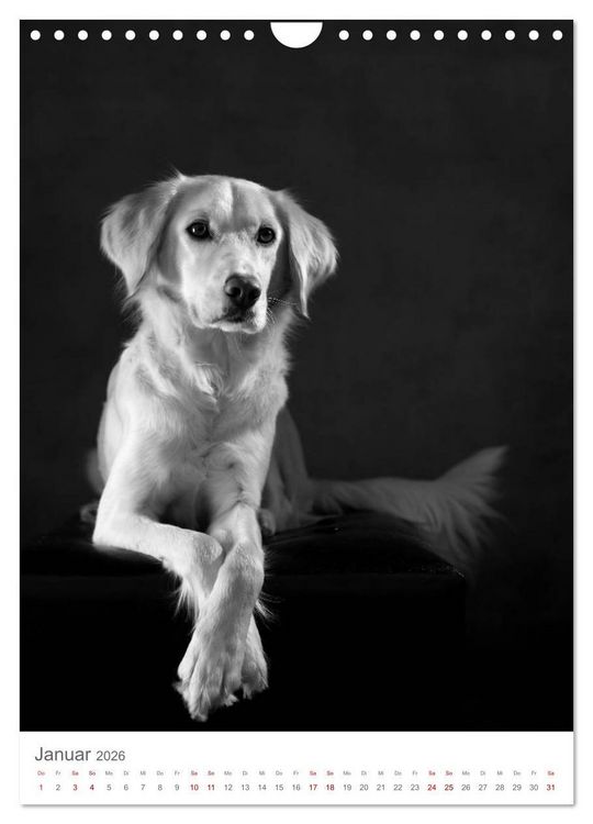 Produktbild: Fine Art Hundeportraits (Wandkalender 2026 DIN A4 hoch), CALVENDO Monatskalender
