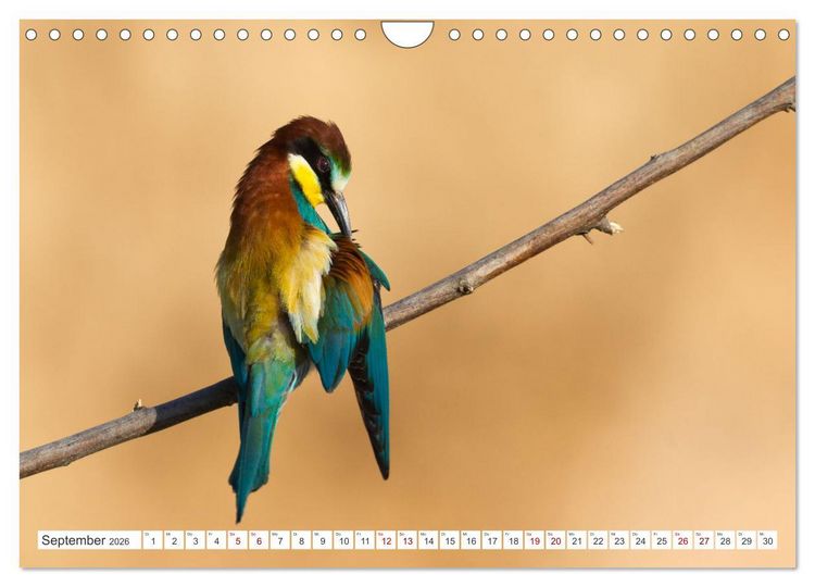 Produktbild: Bunte Flieger (Wandkalender 2026 DIN A4 quer), CALVENDO Monatskalender