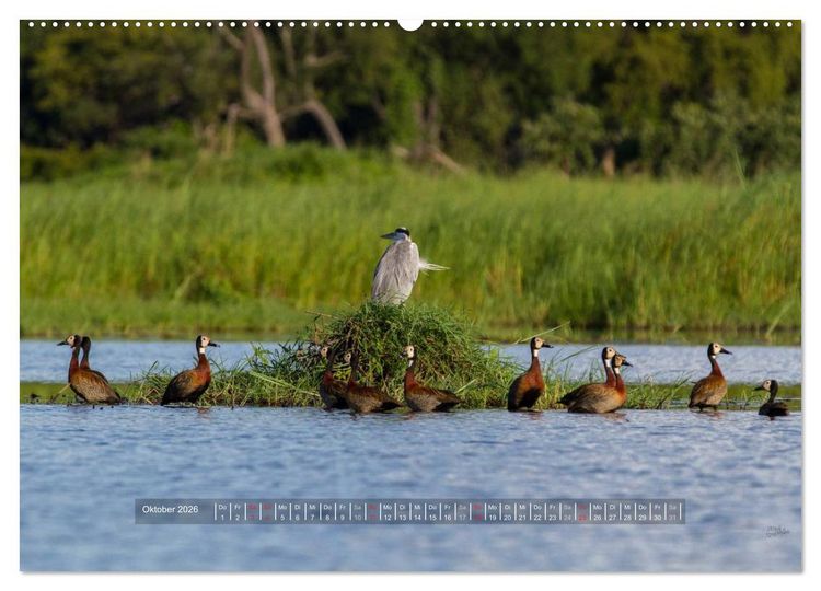 Produktbild: Abenteuer Botswana Afrika - Adventure Botswana (hochwertiger Premium Wandkalender 2026 DIN A2 quer), Kunstdruck in Hochglanz