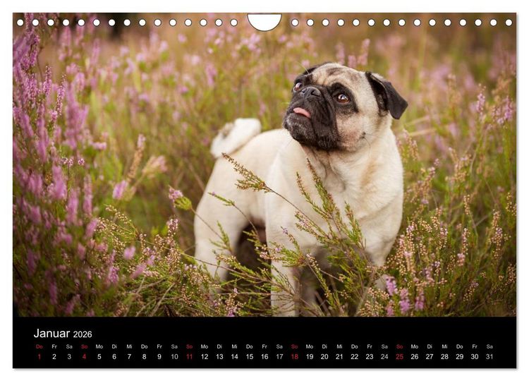 Produktbild: Berliner M&ouml;pse (Wandkalender 2026 DIN A4 quer), CALVENDO Monatskalender